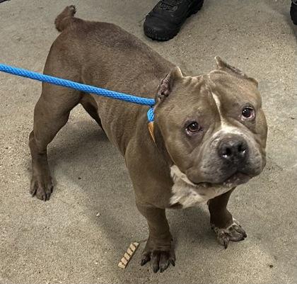 Buster, Adopted, Young Male Bulldog.