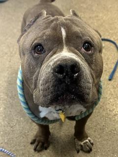 Enlarge Buster, a Adopted mixed breed in Cleveland, OH image 2/2