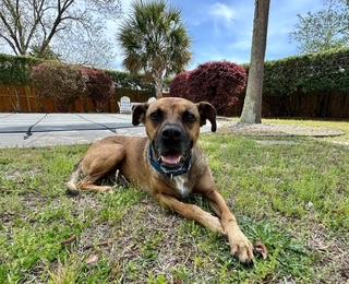 Hank photo 2
