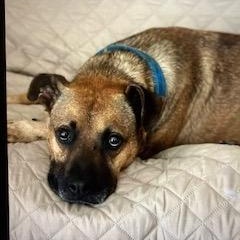 Hank, Adult Male Black Mouth Cur