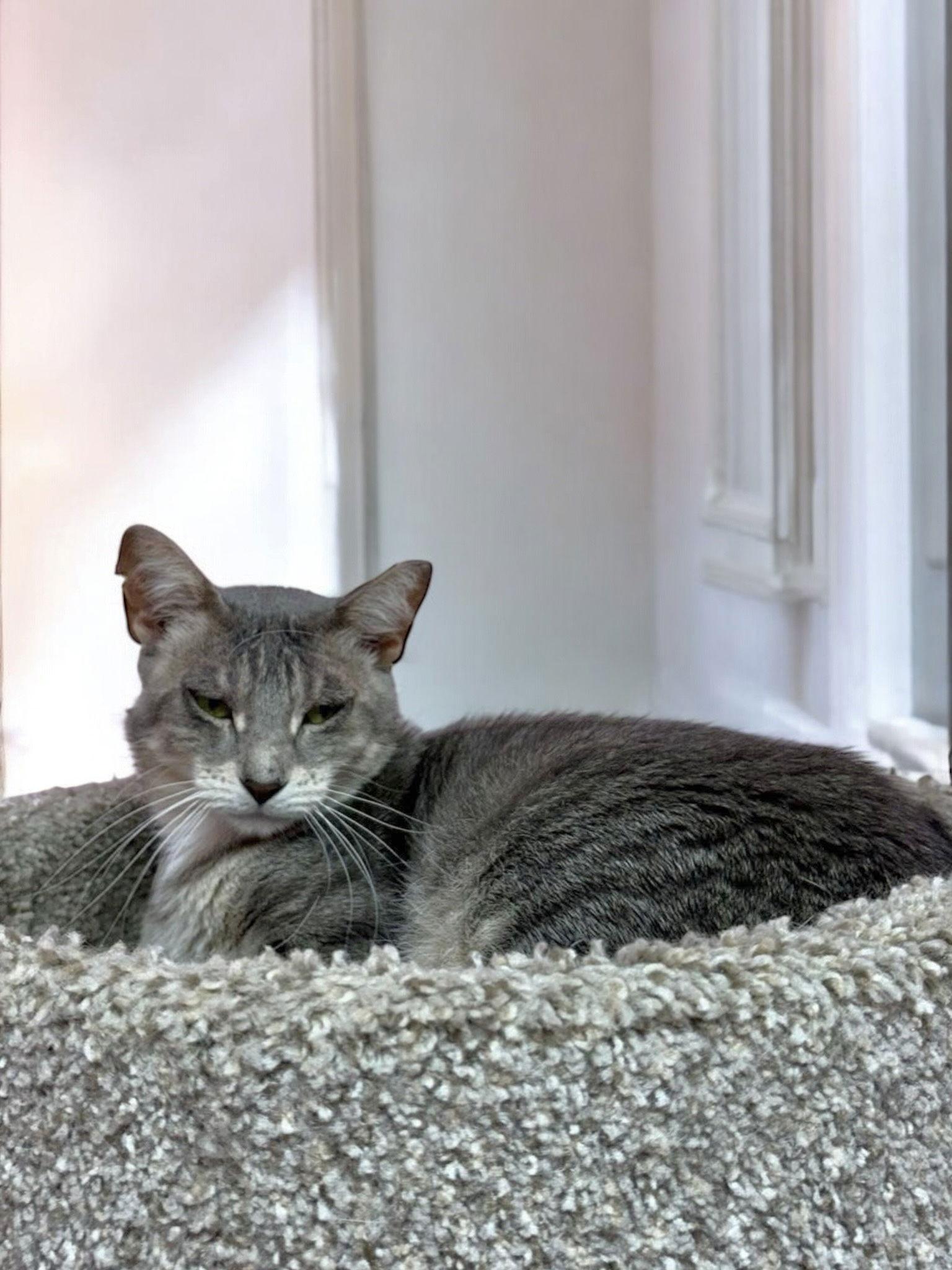 KitKat, a Adoptable Domestic Short Hair in Champaign, IL image 1/3