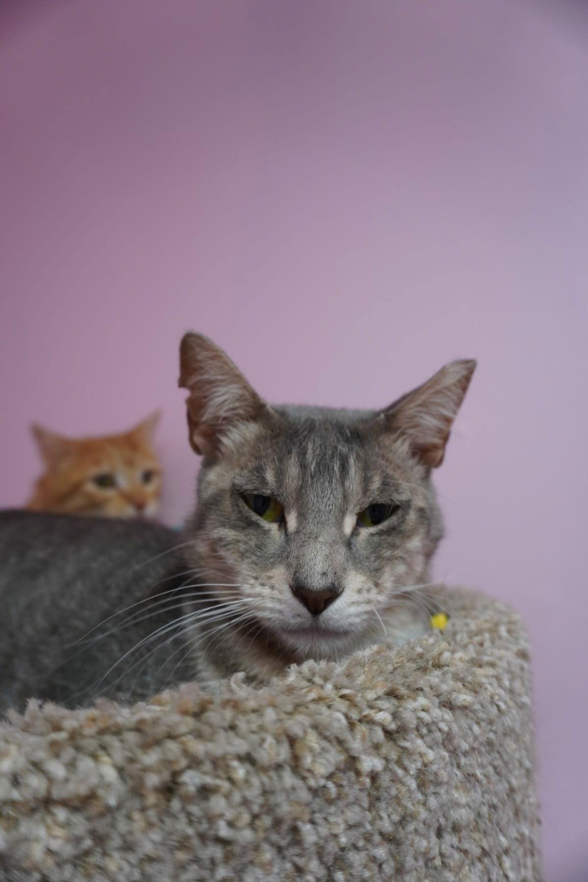 KitKat, a Adoptable Domestic Short Hair in Champaign, IL image 2/3