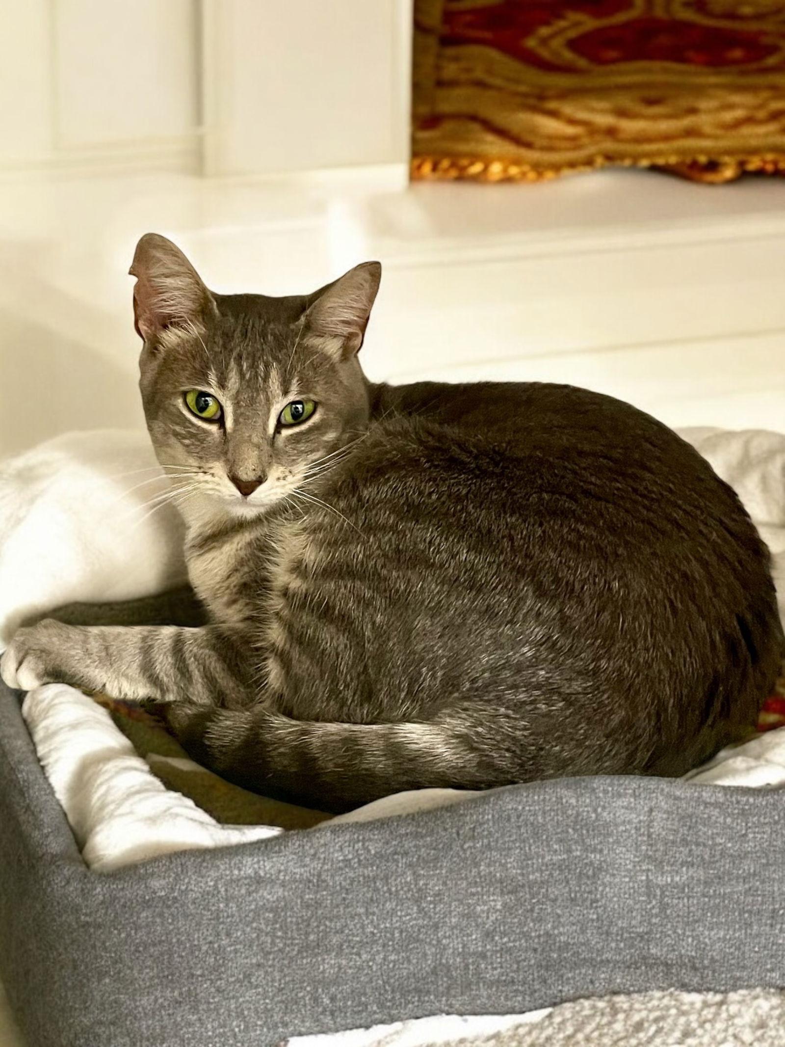 KitKat, a Adoptable Domestic Short Hair in Champaign, IL image 3/3