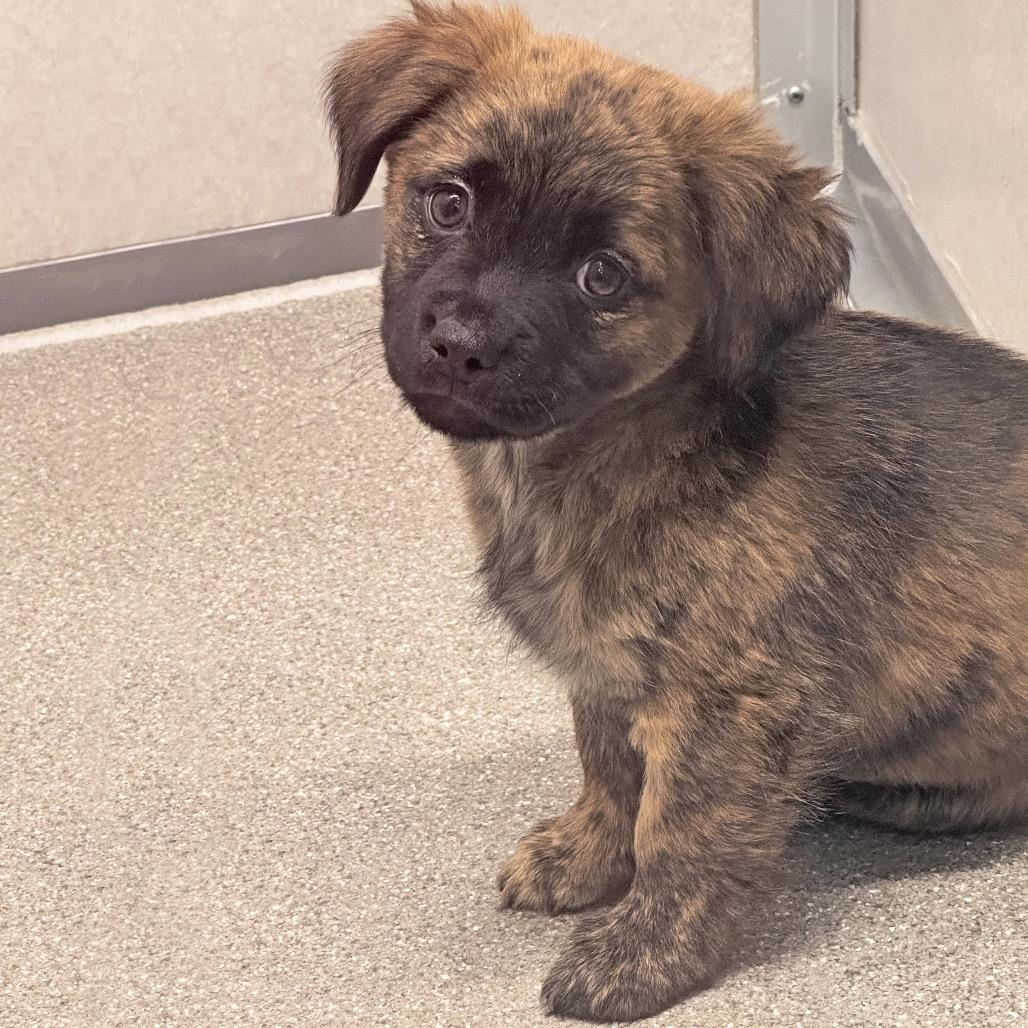 Sassafras, Adoptable, Puppy Female Mixed Breed.