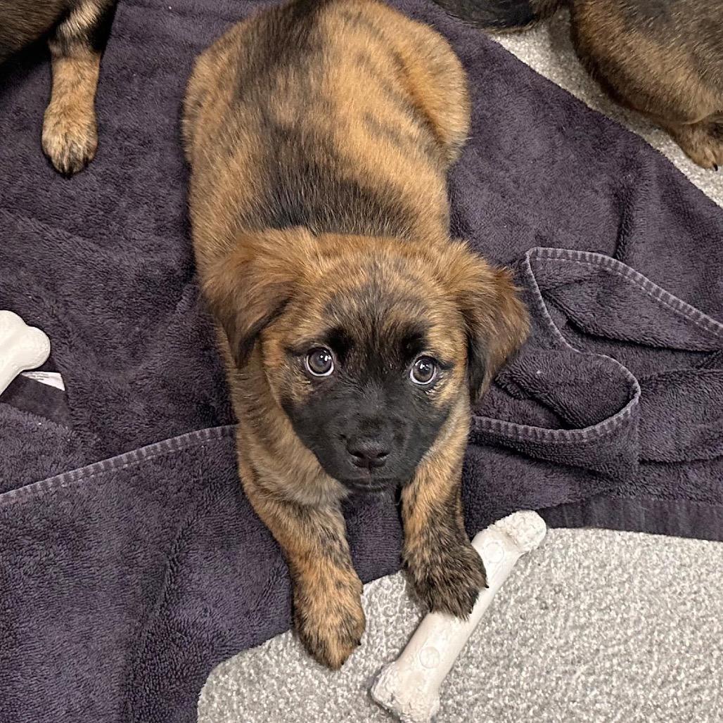 Sassafras, a Adoptable Mixed Breed in Hailey, ID image 2/3