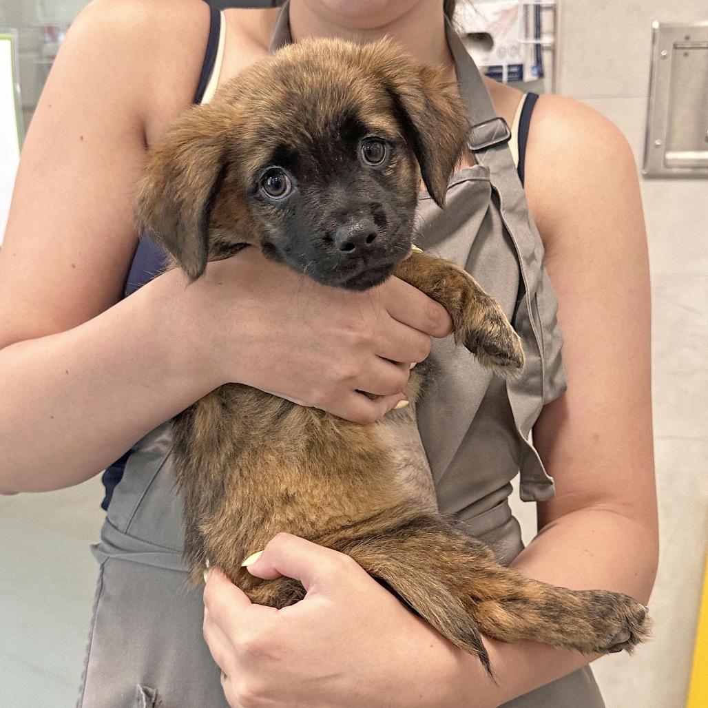 Sassafras, a Adoptable Mixed Breed in Hailey, ID image 3/3