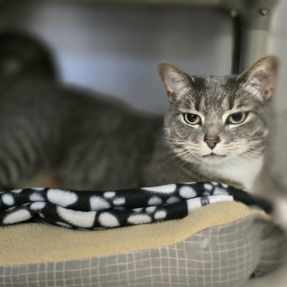 Bella, adoptable, Adult Female Domestic Short Hair.