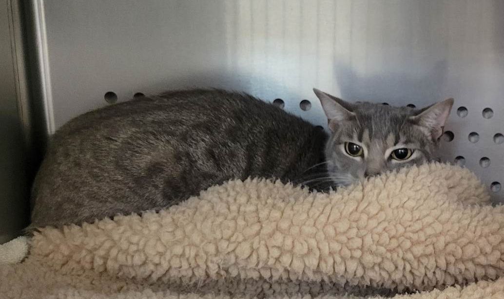 Enlarge Bella, an adoptable Domestic Short Hair in Orange, VA image 2/3