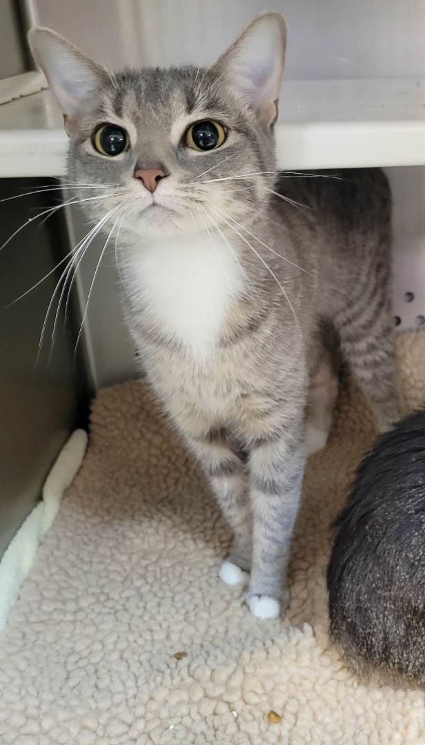 Enlarge Bella, an adoptable Domestic Short Hair in Orange, VA image 3/3