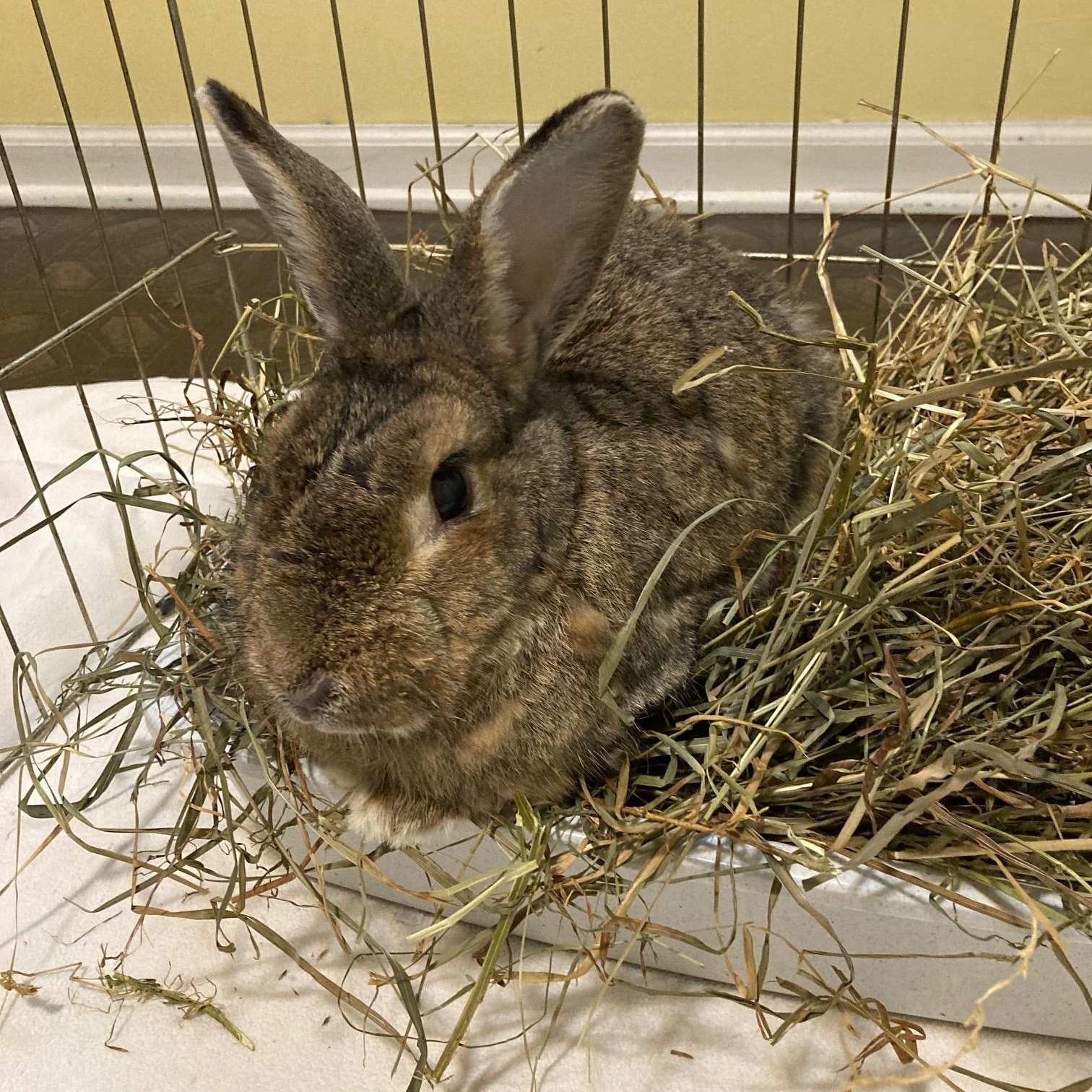 Enlarge Maple, a Adoptable mixed breed in Grand Rapids, MI image 1/3