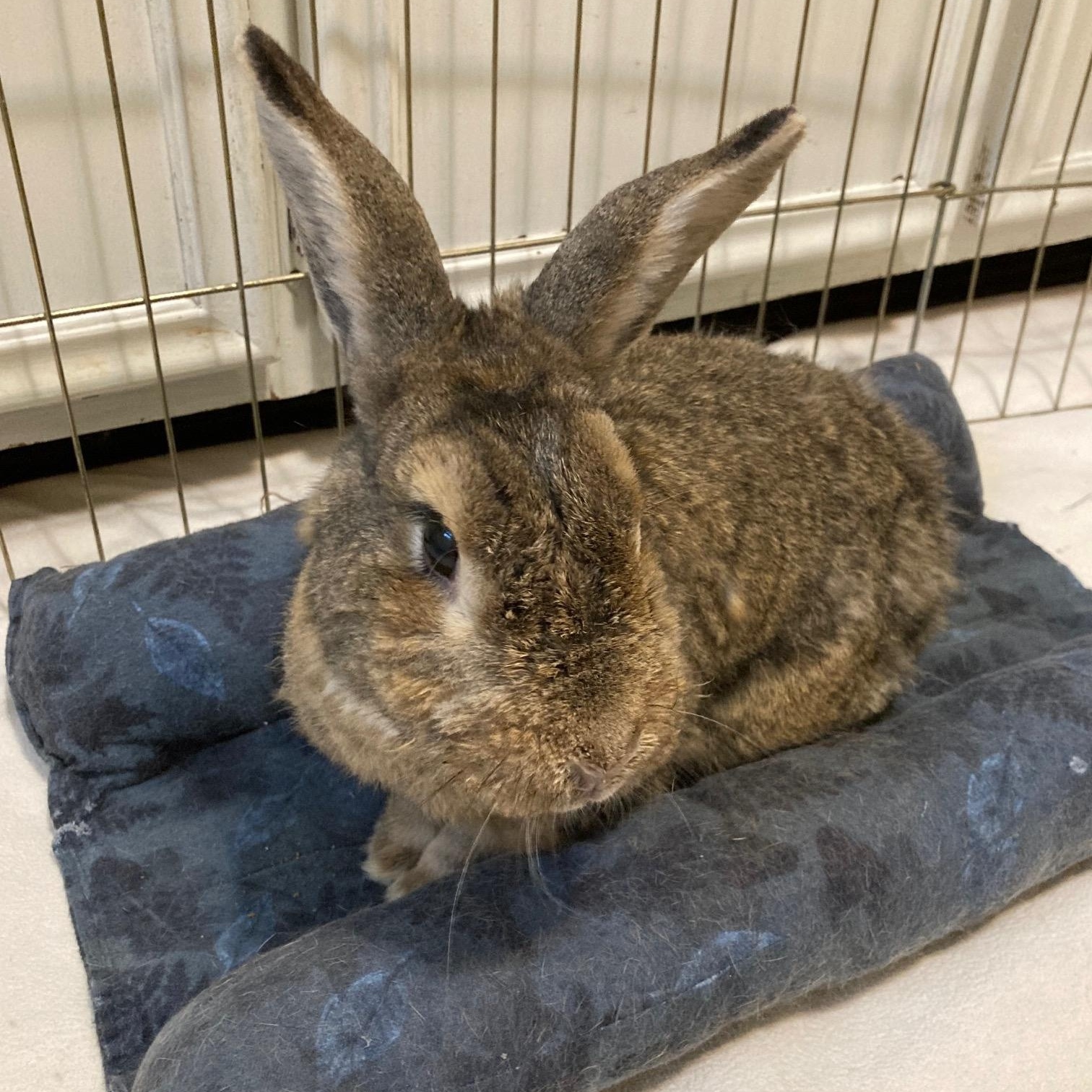 Enlarge Maple, a Adoptable mixed breed in Grand Rapids, MI image 3/3