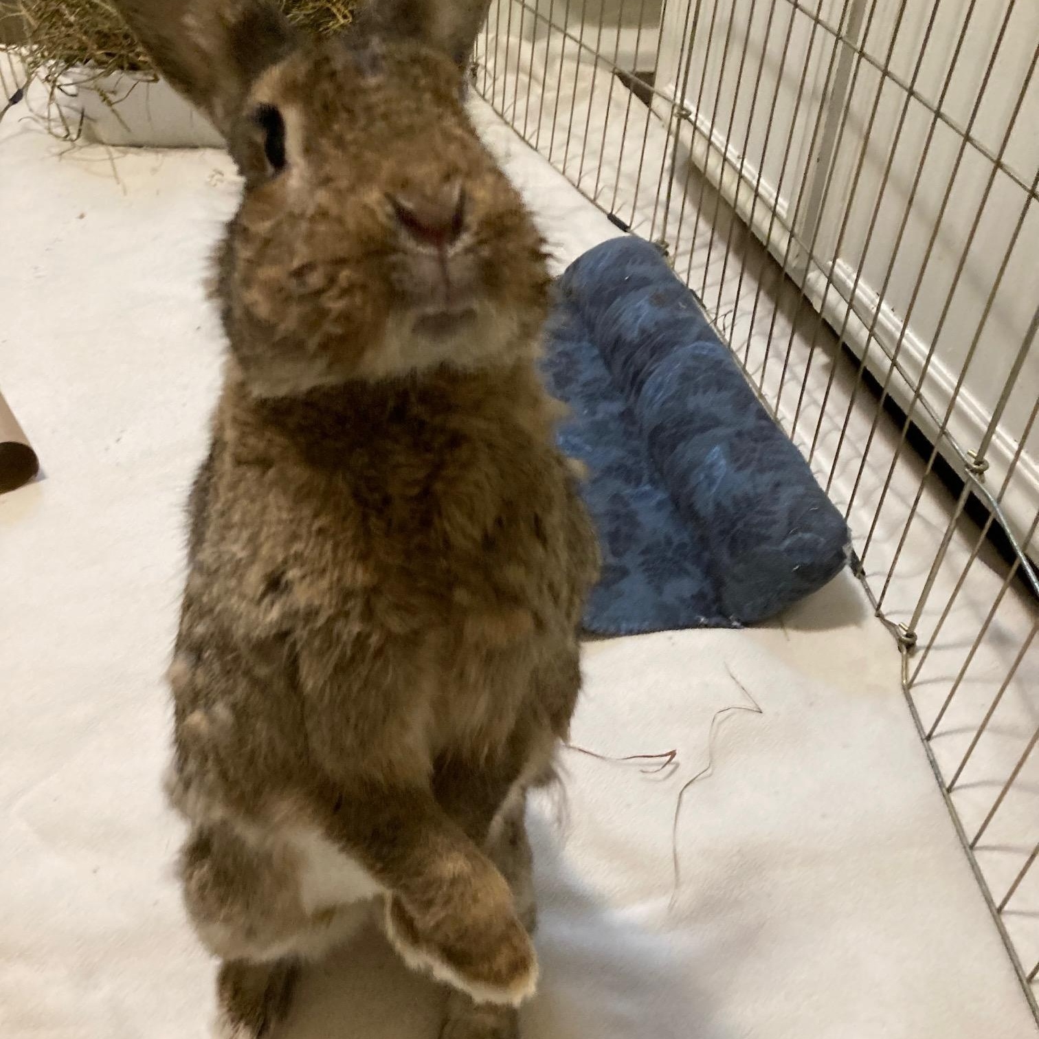 Enlarge Maple, a Adoptable mixed breed in Grand Rapids, MI image 2/3
