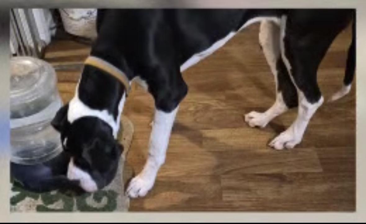 Daphne, a ADOPTABLE Great Dane in Paoli, IN image 3/3