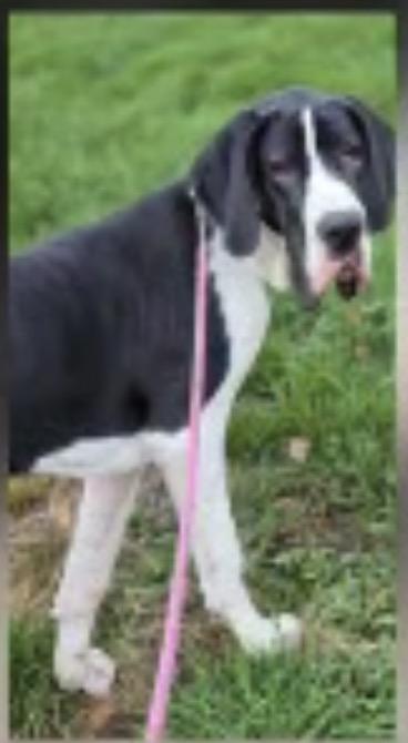 Daphne, ADOPTABLE, Young Female Great Dane.