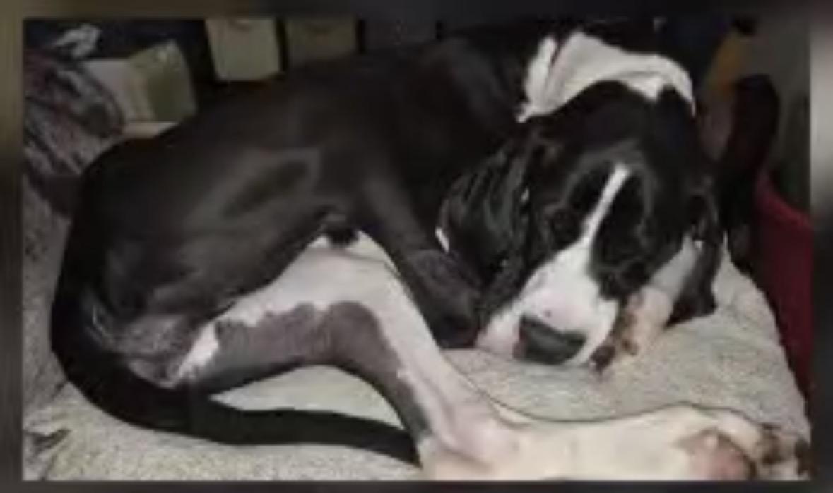Daphne, a ADOPTABLE Great Dane in Paoli, IN image 2/3