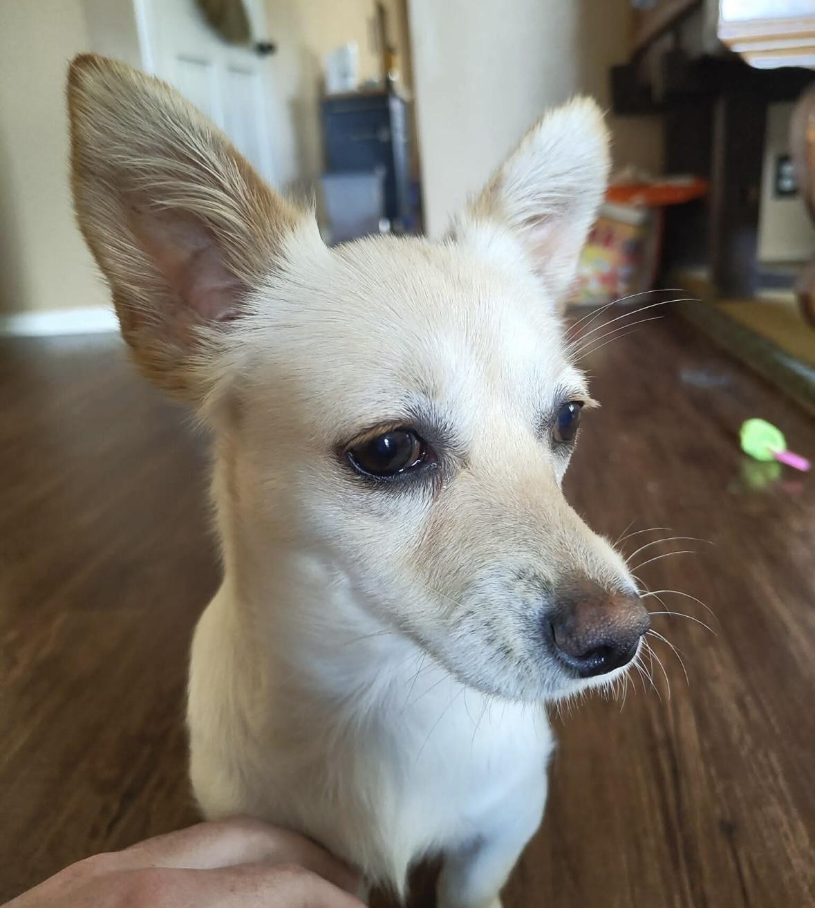 Katie, an adopted mixed breed in Boston, MA image 2/2