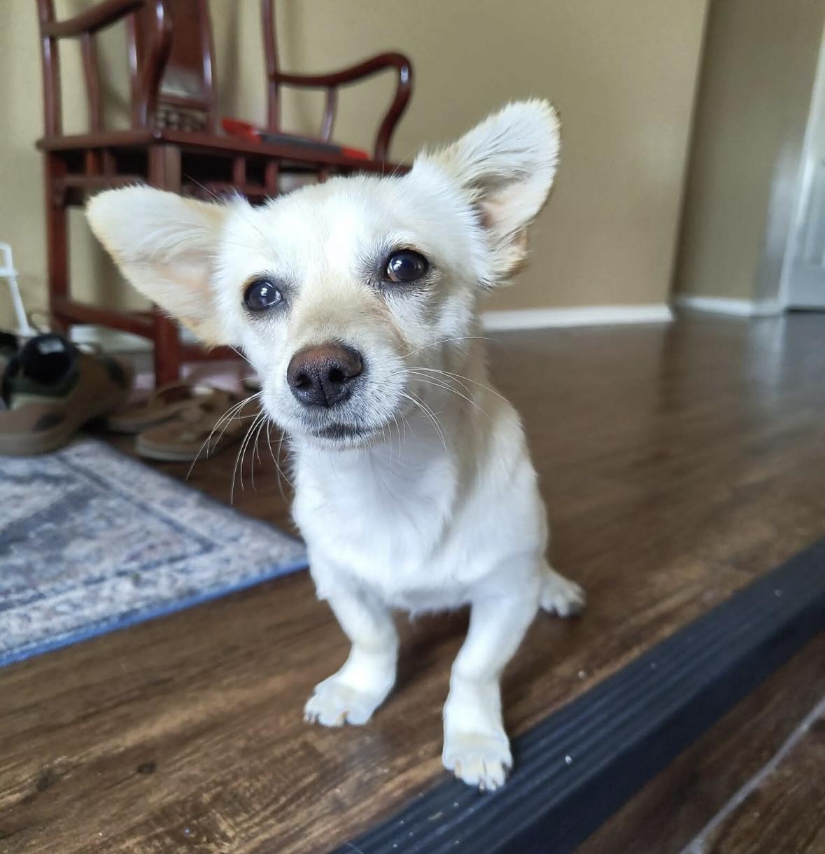 Katie, an adopted mixed breed in Boston, MA image 1/2