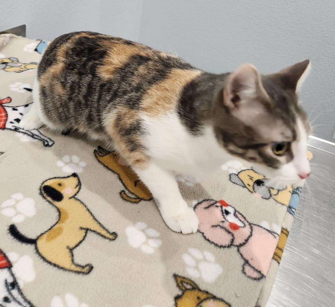 Enlarge Rose, a Adoptable Domestic Short Hair in Pella, IA image 2/2