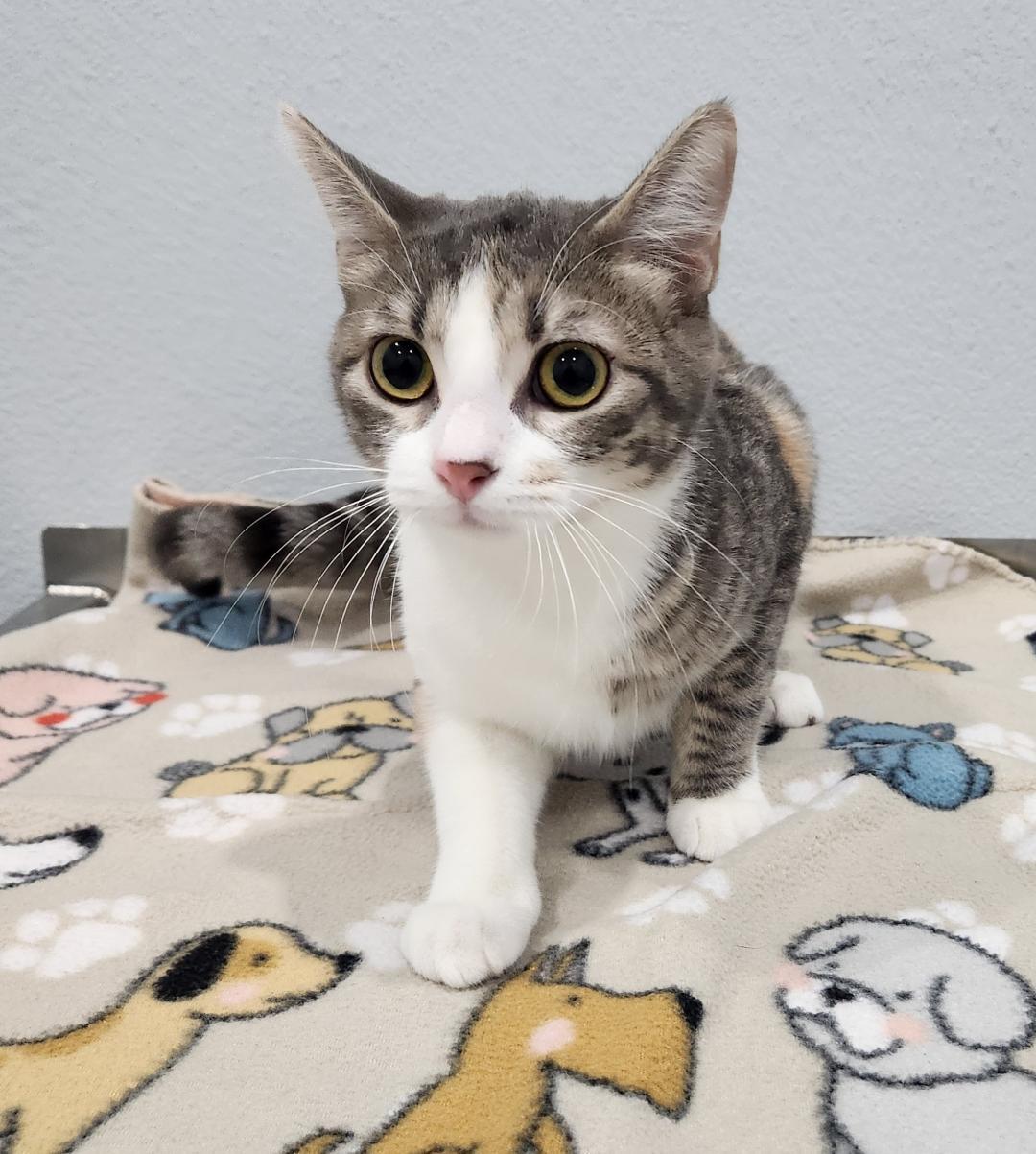 Enlarge Rose, a Adoptable Domestic Short Hair in Pella, IA image 1/2