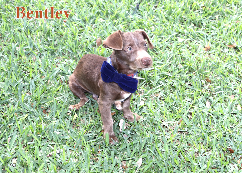 BENTLEY, Adopted, Puppy Male Dachshund.