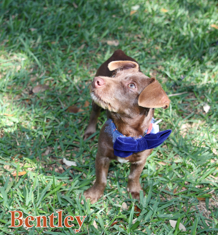 Enlarge BENTLEY, a Adopted Dachshund in Humble, TX image 2/6