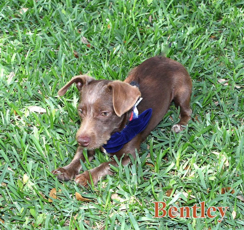 Enlarge BENTLEY, a Adopted Dachshund in Humble, TX image 3/6