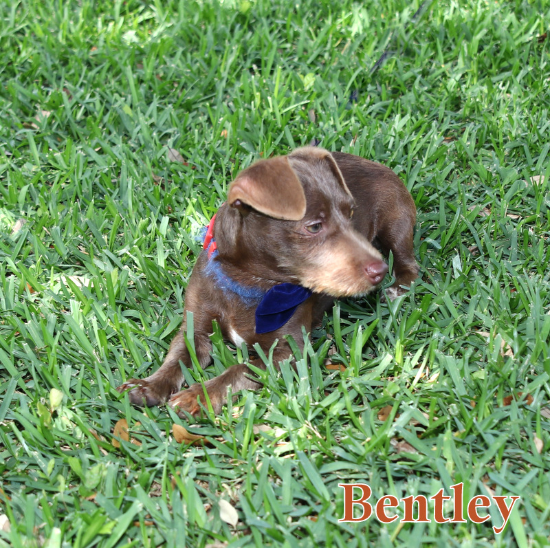 Enlarge BENTLEY, a Adopted Dachshund in Humble, TX image 4/6