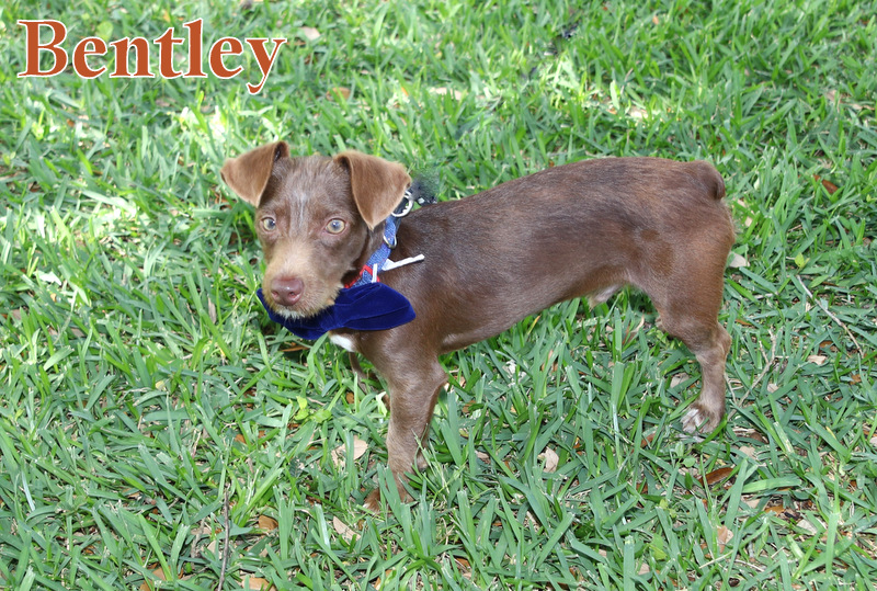 BENTLEY, Adopted, Puppy Male Dachshund.