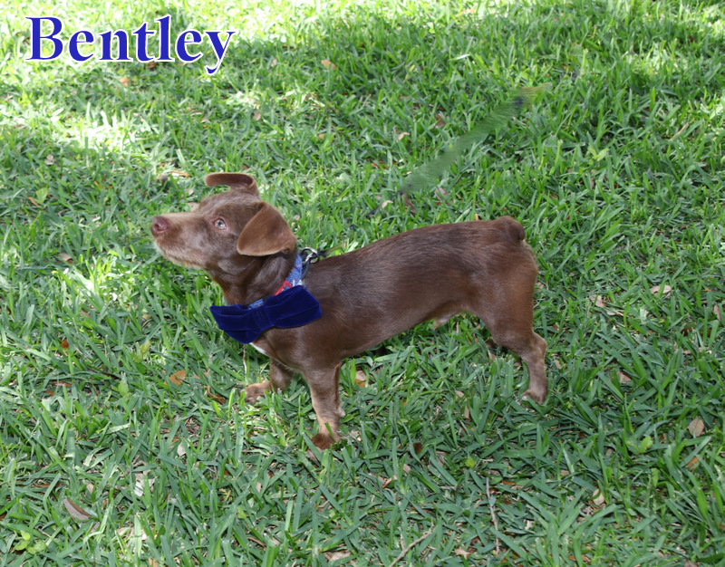 Enlarge BENTLEY, a Adopted Dachshund in Humble, TX image 6/6