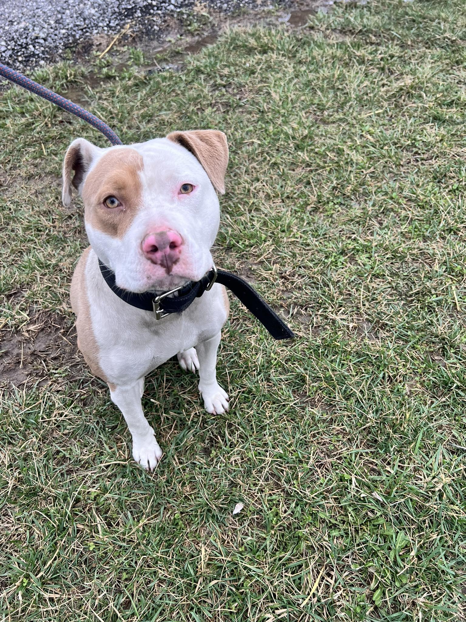 Enlarge Sammy, a Adoptable mixed breed in Whitestown, IN image 1/1