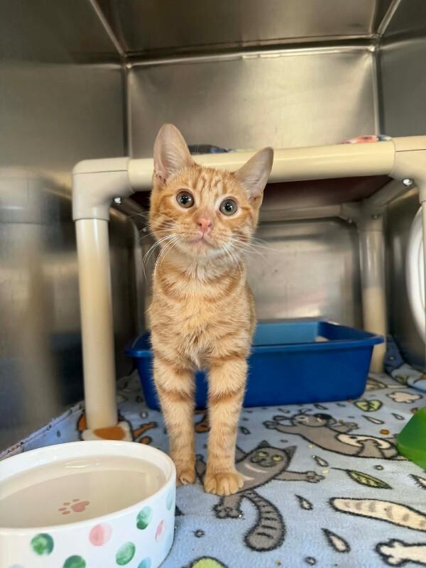 Enlarge Scooby, a Adoptable Domestic Short Hair in Georgetown, OH image 1/1