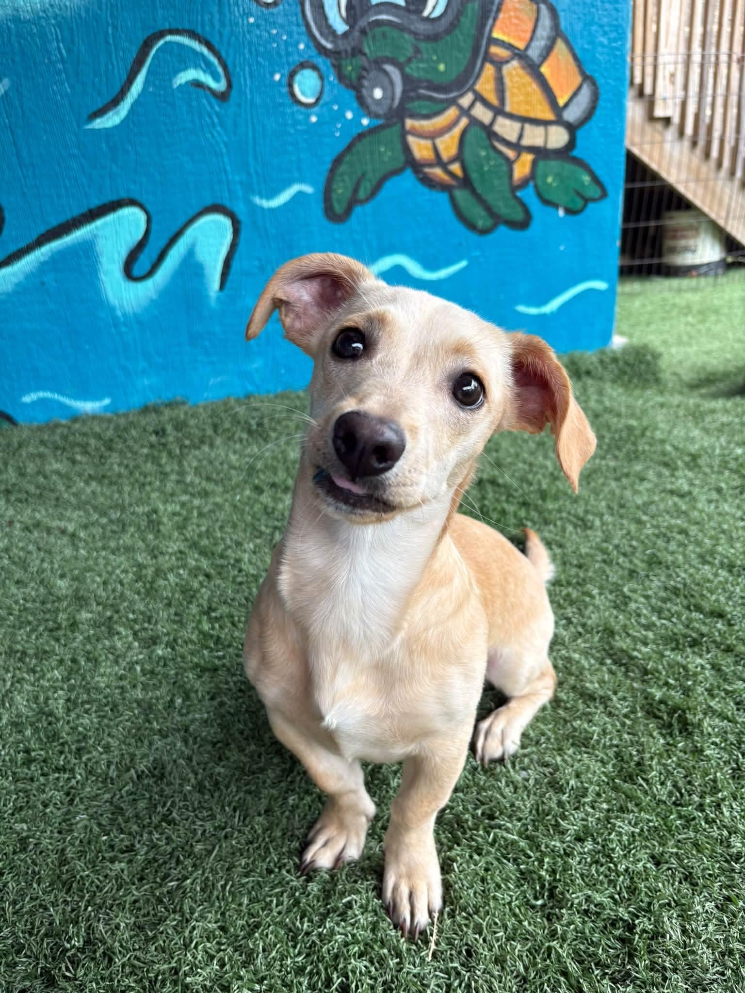 Enlarge ROCKY, a Adoptable Chiweenie in Vandergrift, PA image 2/2