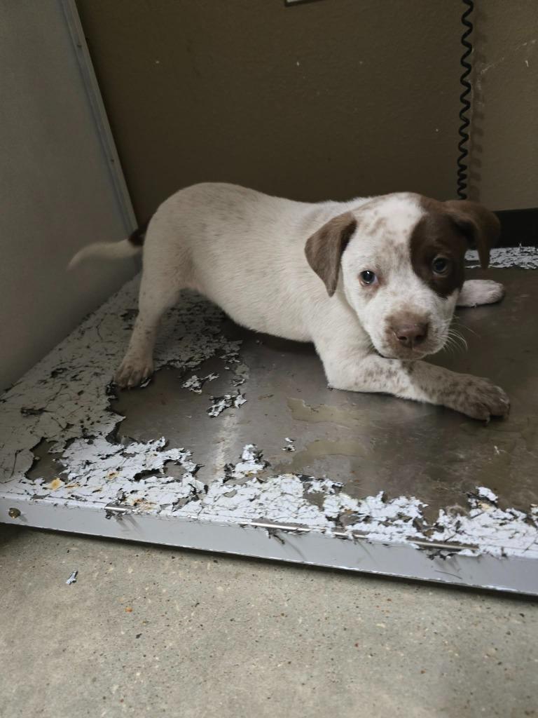 Enlarge Nycole, a Adoptable Labrador Retriever in Huntsville, TX image 1/1