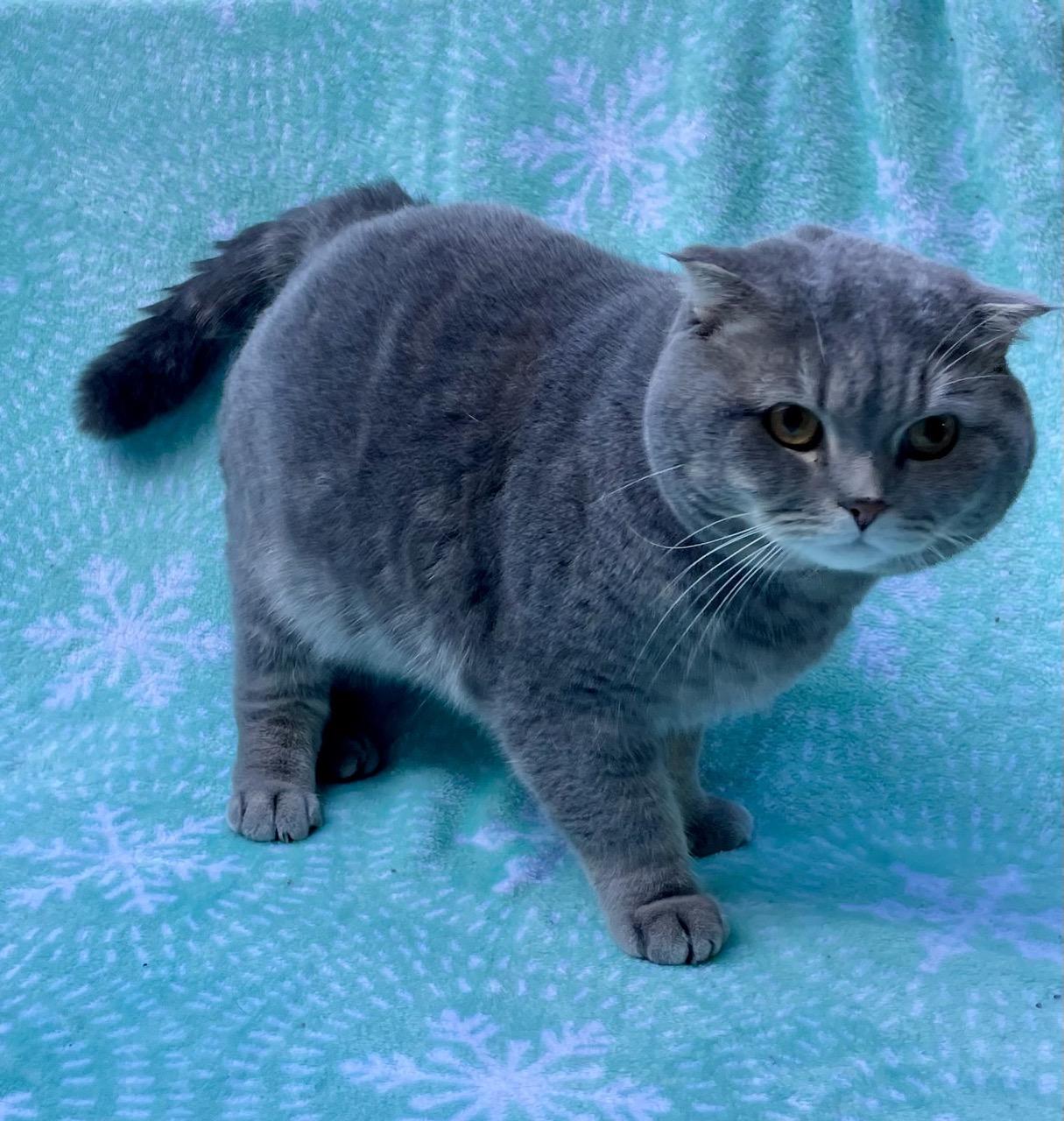 Enlarge Brodie, a Adopted British Shorthair in Fairfax, VA image 2/3