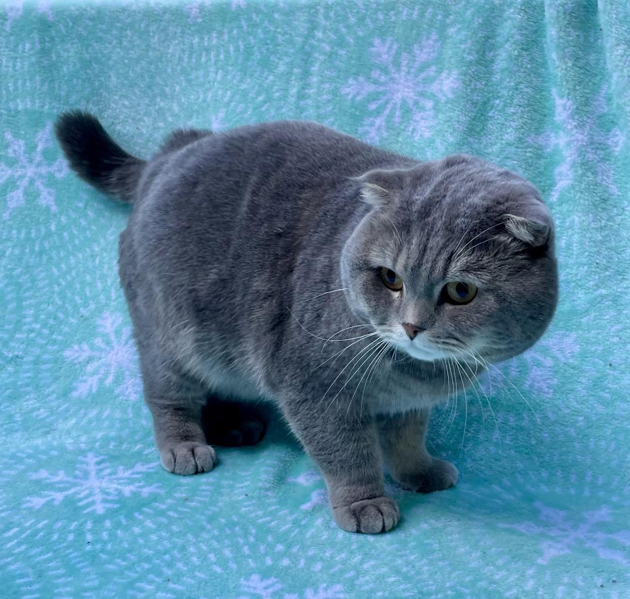Brodie, Adopted, Adult Male British Shorthair.