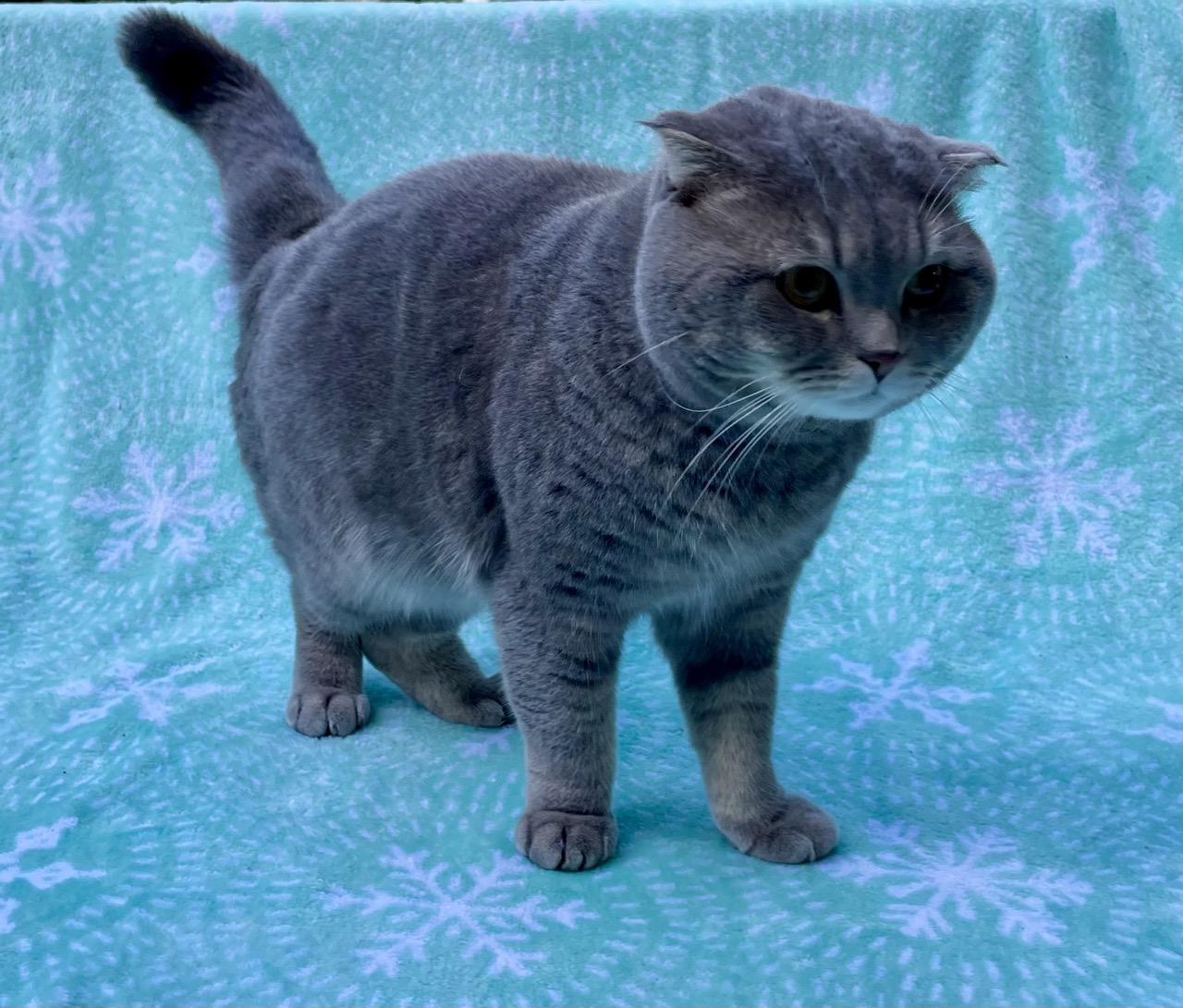 Enlarge Brodie, a Adopted British Shorthair in Fairfax, VA image 3/3