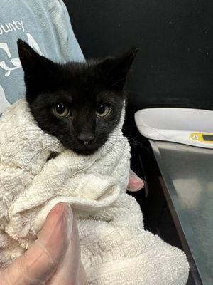 Enlarge Toni, a Adoptable Domestic Short Hair in Williamsport, PA image 1/2