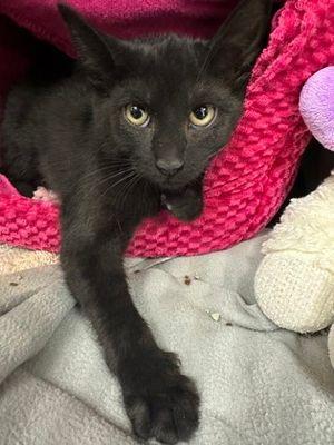Toni, Adoptable, Young Female Domestic Short Hair.