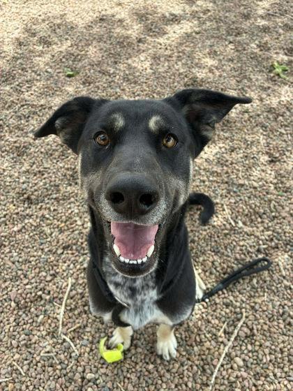 Zeke, ADOPTABLE, Adult Male German Shepherd Dog.