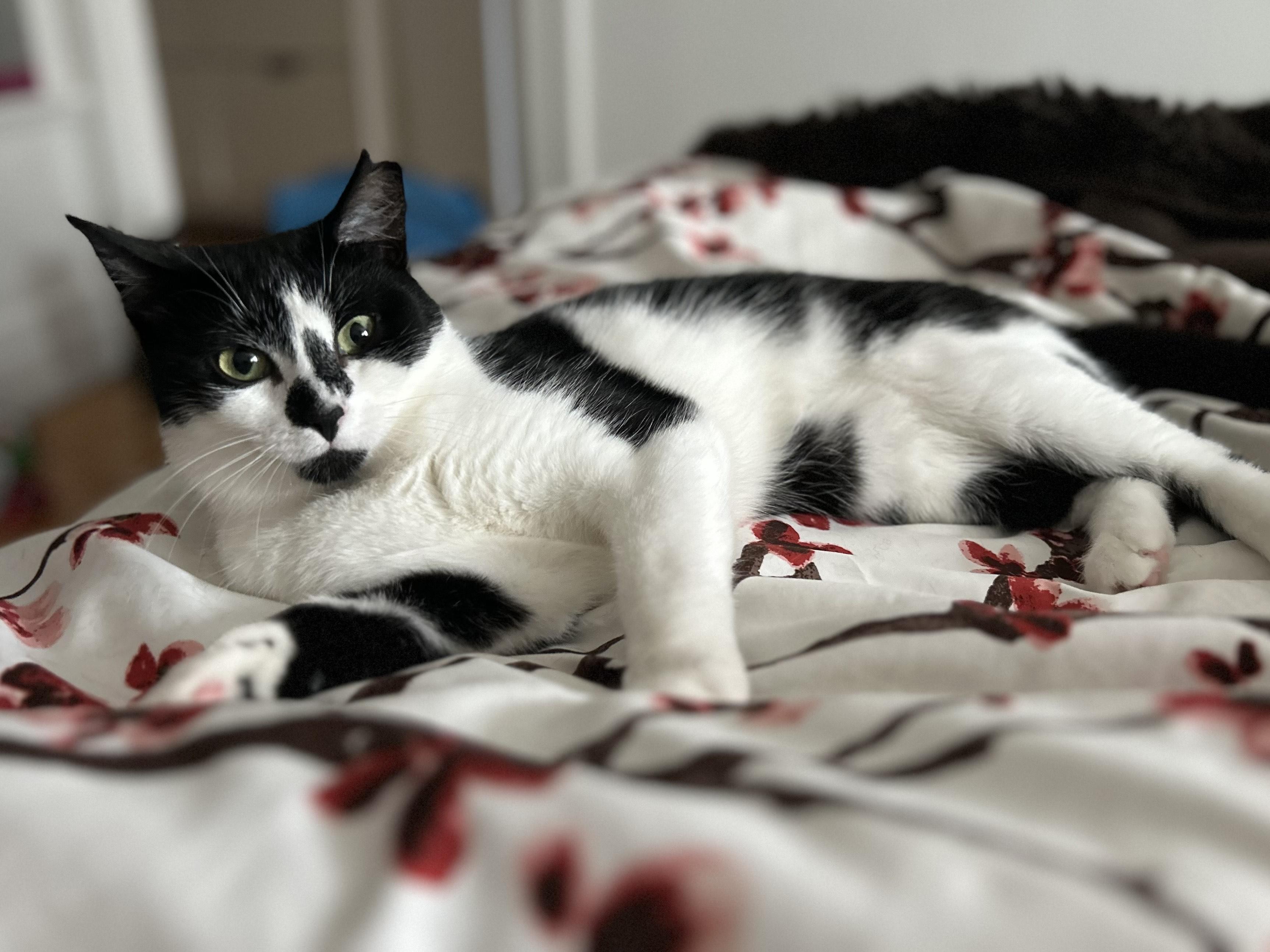 Maly, a Adoptable Tuxedo in Verdun, QC image 6/6