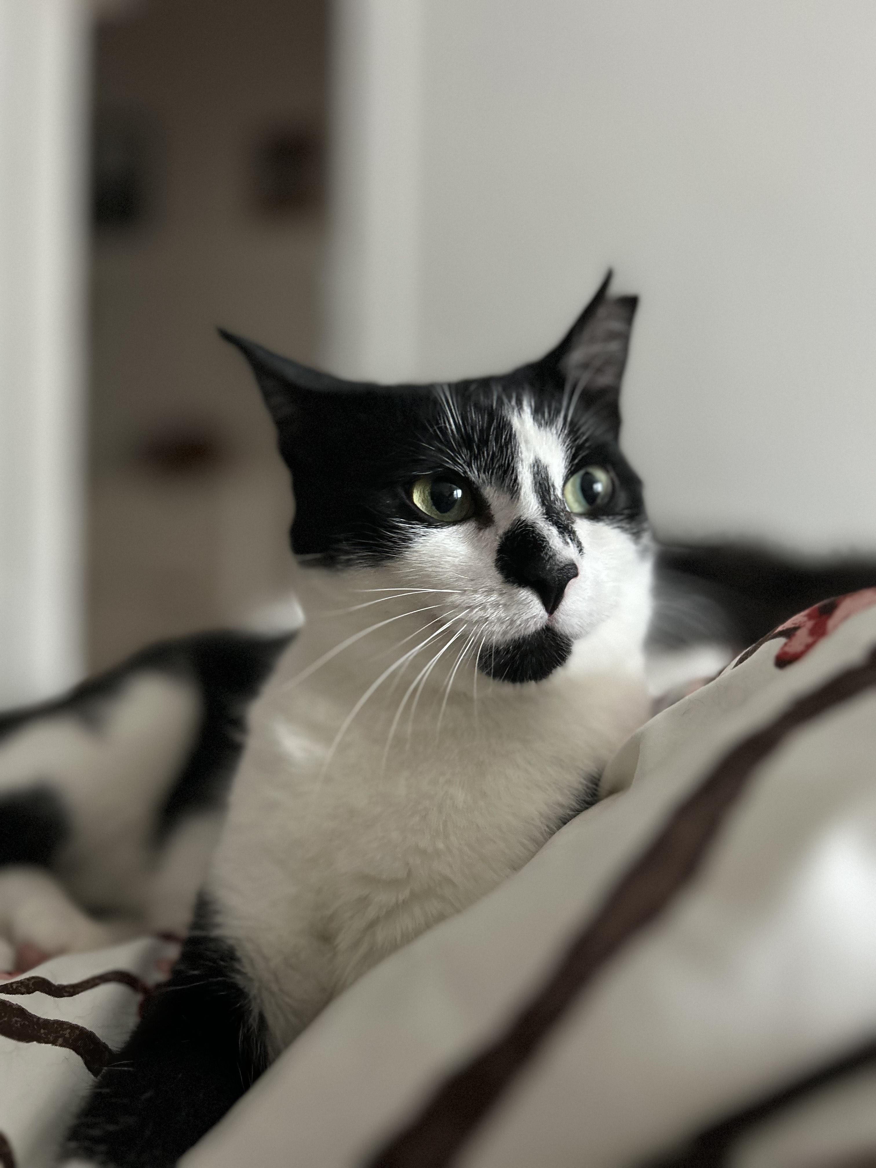 Maly, a Adoptable Tuxedo in Verdun, QC image 3/6