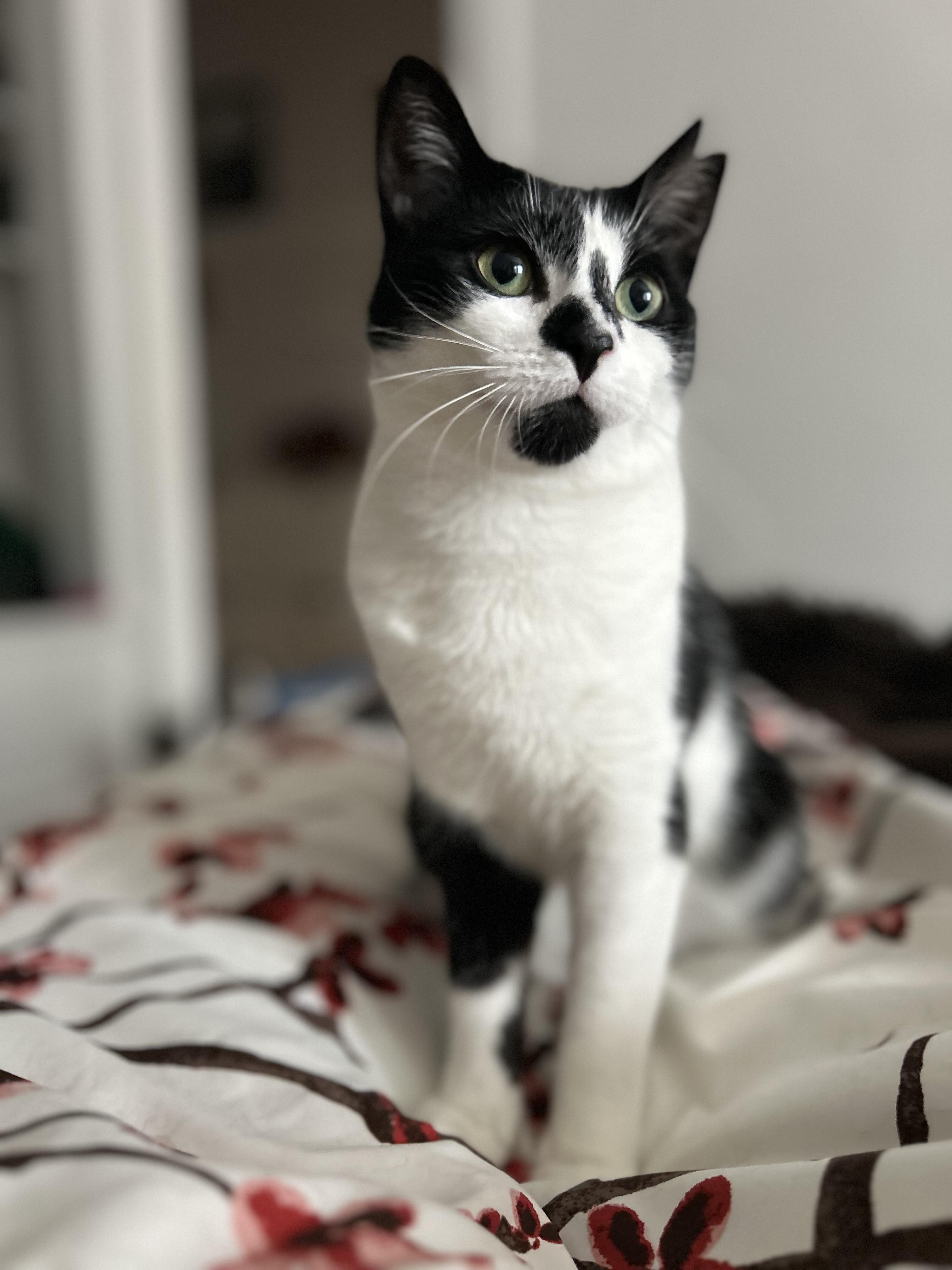 Maly, a Adoptable Tuxedo in Verdun, QC image 4/6