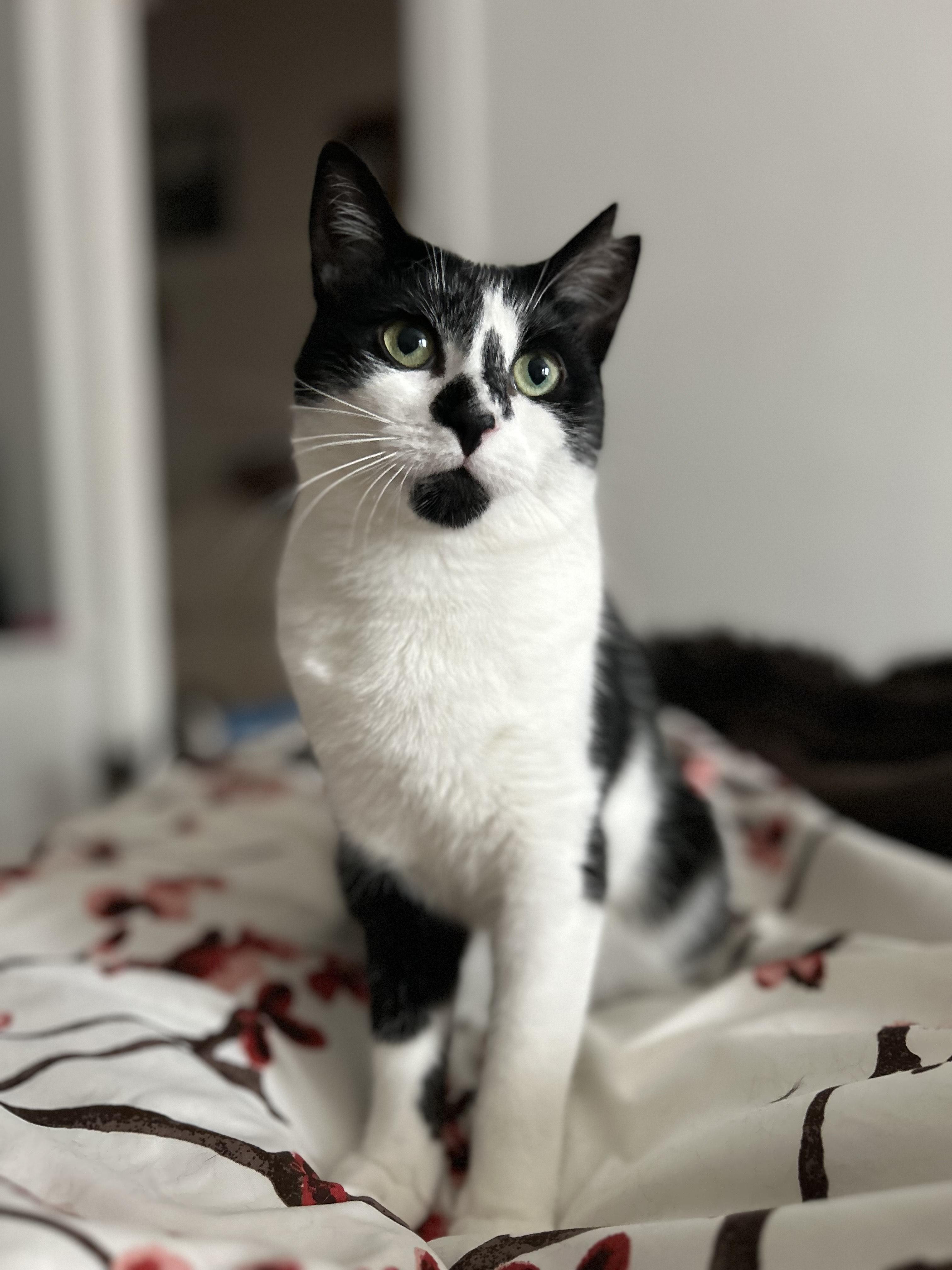 Maly, Adoptable, Young Female Tuxedo.