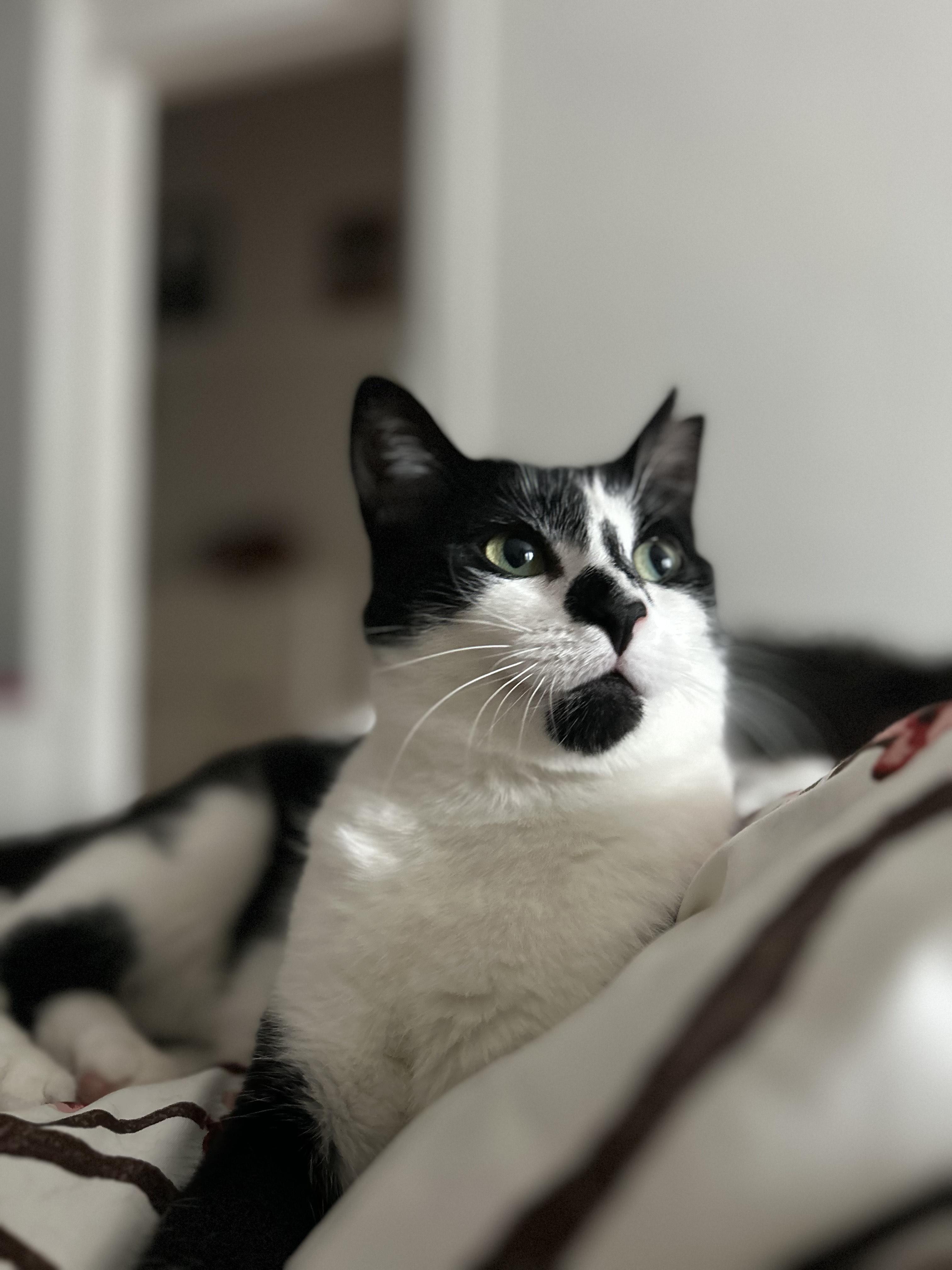 Maly, a Adoptable Tuxedo in Verdun, QC image 5/6