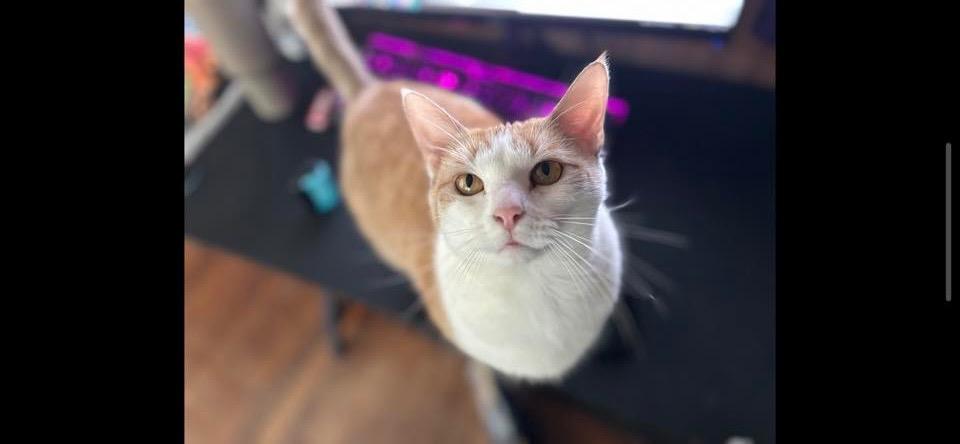 Enlarge Maisie (Courtesy Post), a Adoptable Domestic Short Hair in Rutherfordton, NC image 1/2