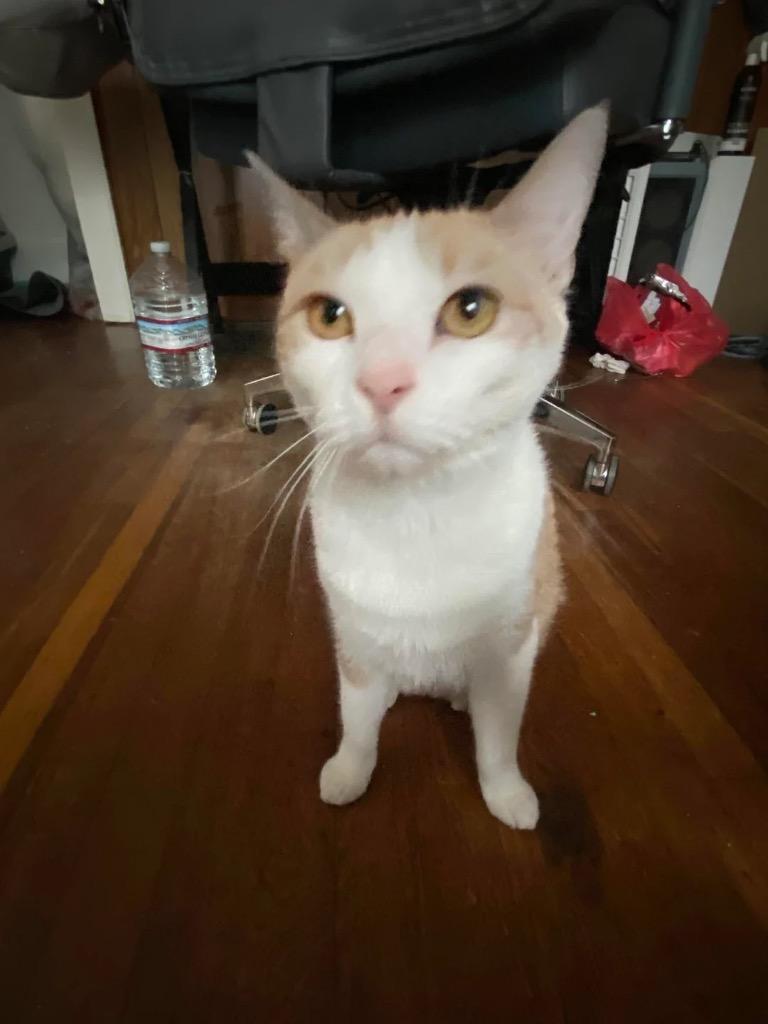 Maisie (Courtesy Post), a Adoptable Domestic Short Hair in Rutherfordton, NC image 2/2