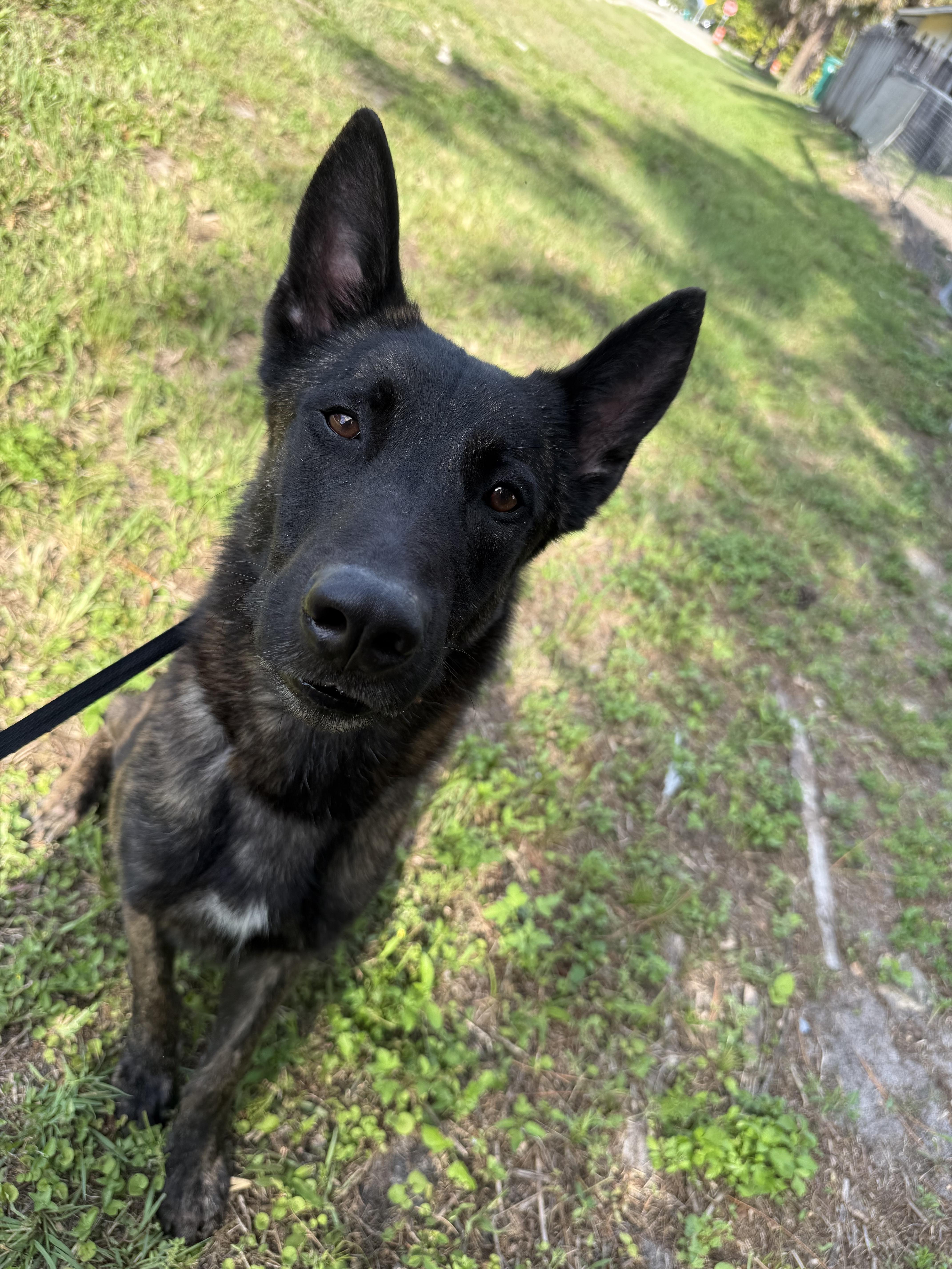 Sirius, Adoptable, Adult Male Dutch Shepherd.