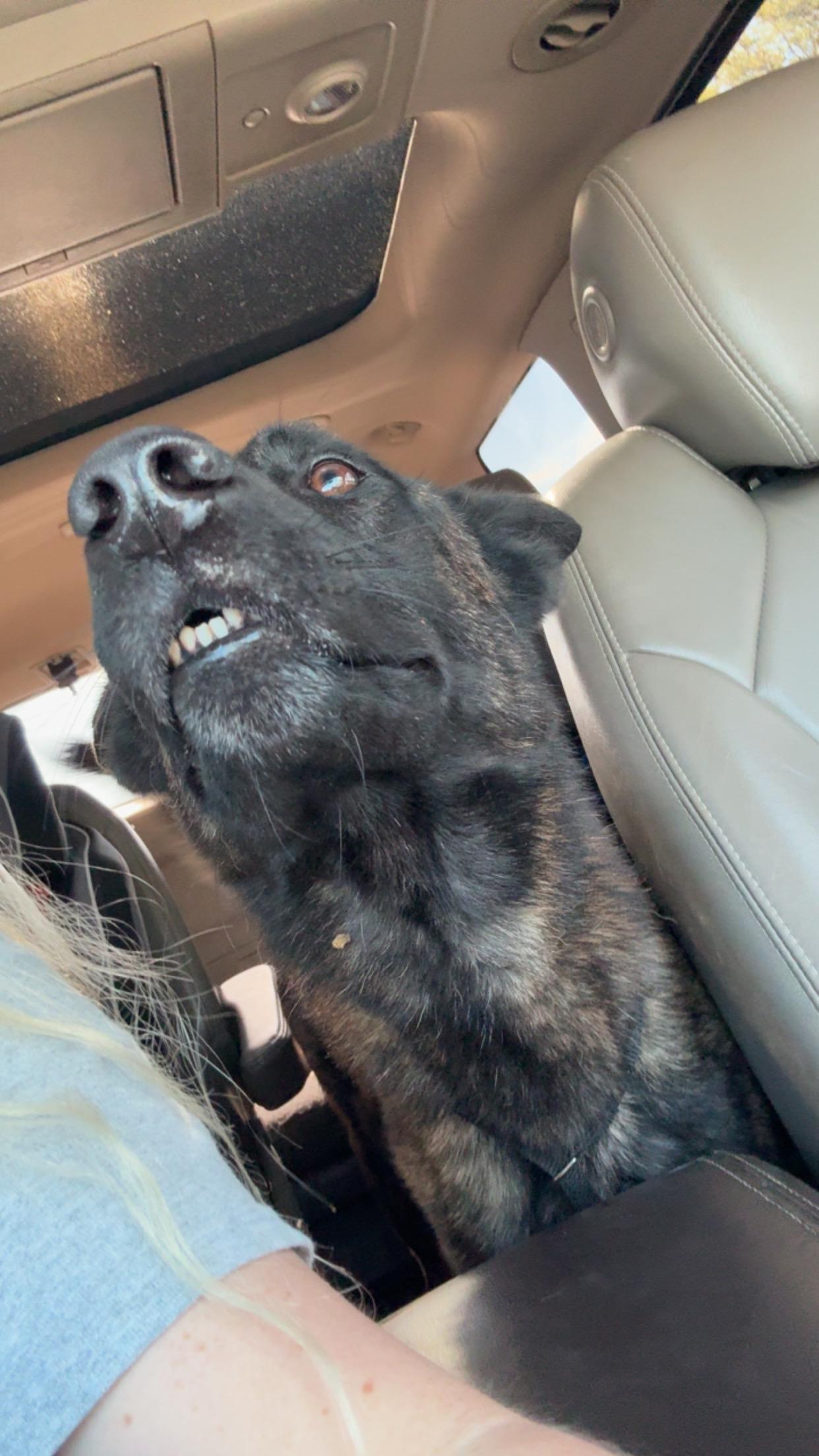 Enlarge Sirius, a Adoptable Dutch Shepherd in Parrish, FL image 2/3