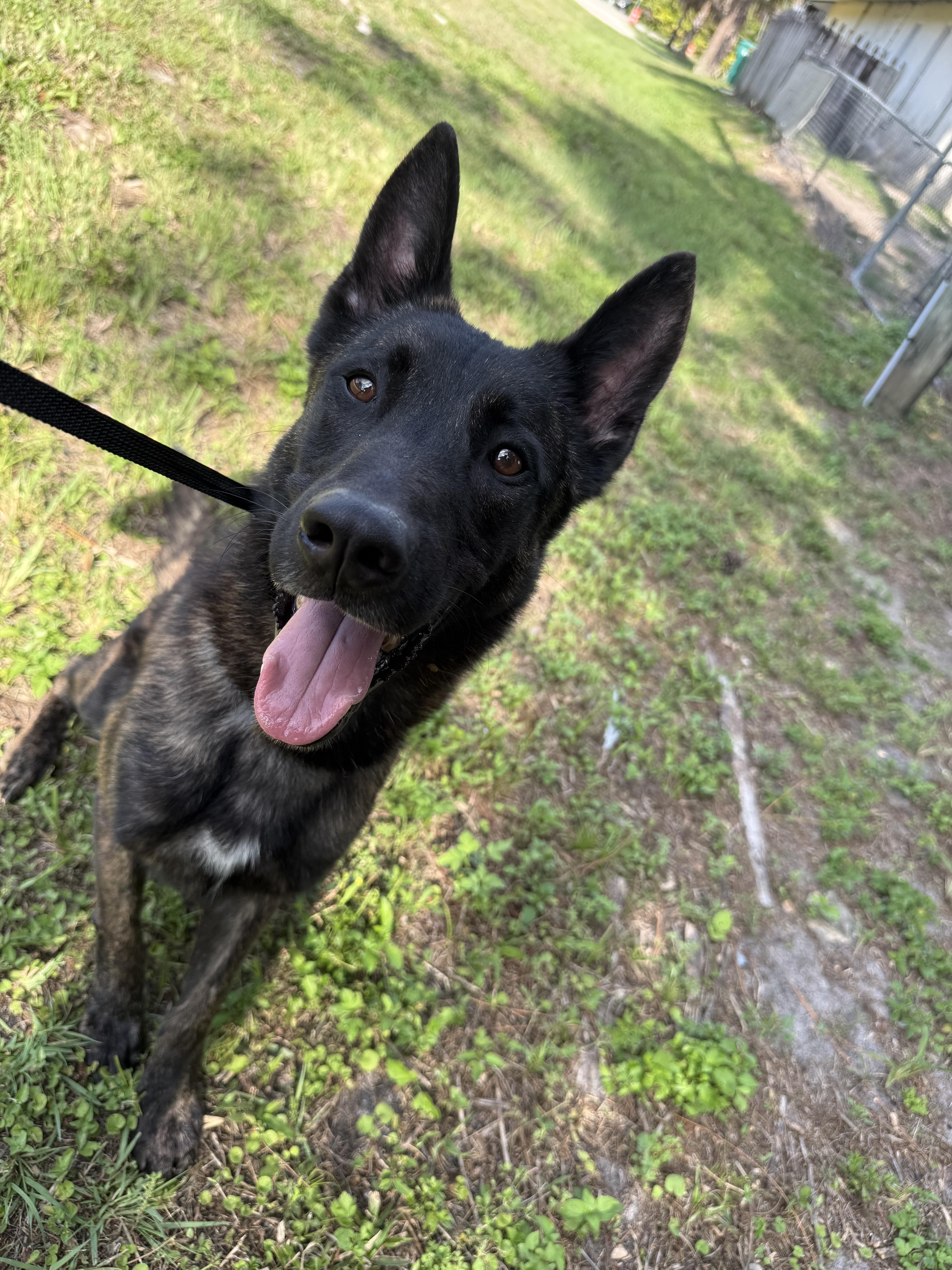Enlarge Sirius, a Adoptable Dutch Shepherd in Parrish, FL image 3/3