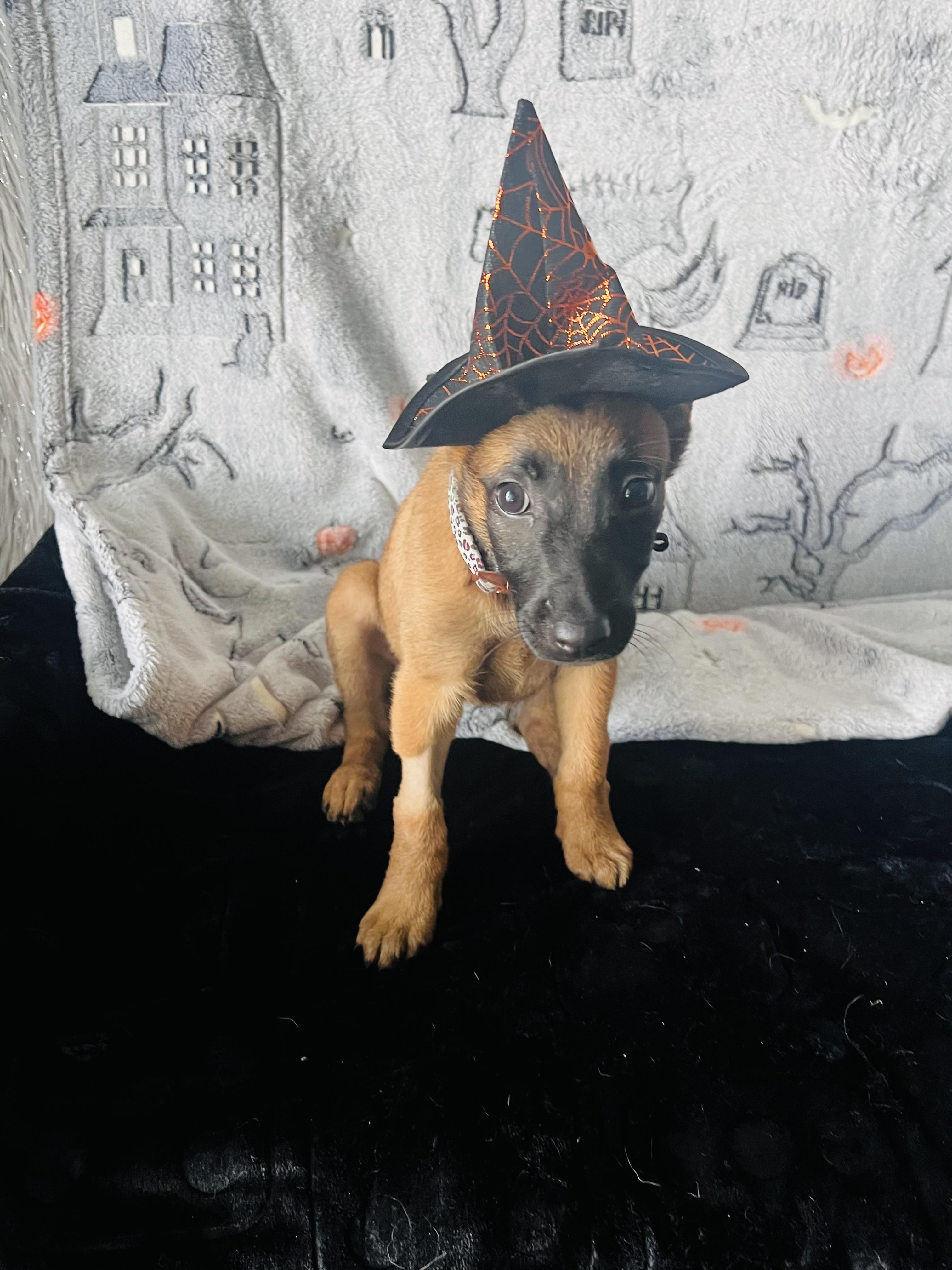 Enlarge Berry, a Adopted Belgian Shepherd / Malinois in Palm Coast, FL image 4/5